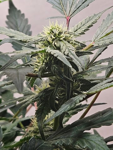 Mango Runtz — flower, day 59