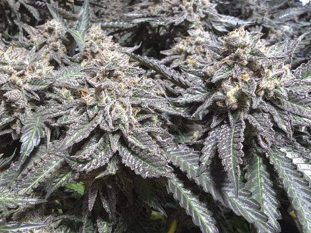 Divine Gelato 3 x Blue Zushi x 44 Photo — harvest, day 111