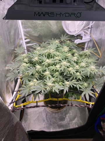 blackberry marshmallows  — flower, day 101