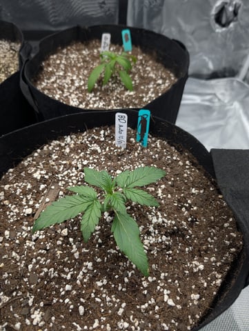 first grow - autoflower — vegetative, day 31