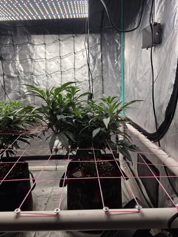 Granny Candy and PLCG