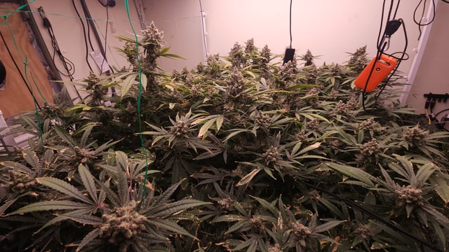 DNA Genetics Kosher Cookies rockwool run round 2 — flower, day 109