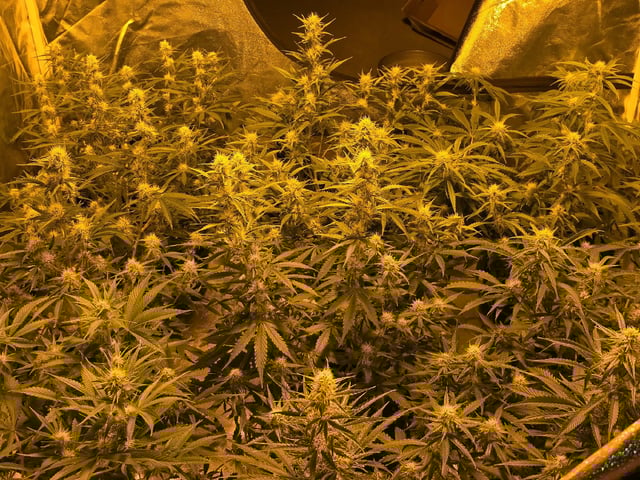 3rd Auto Grow — flower, day 70