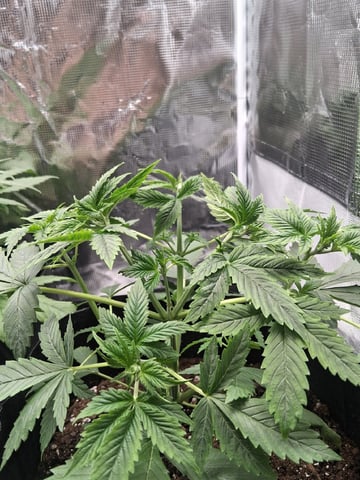 First Indoor Grow  — vegetative, day 31