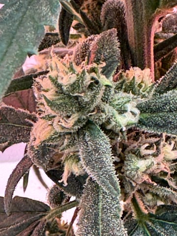 Mindfield - with Girl Scout Cookies (auto) — flower, day 28