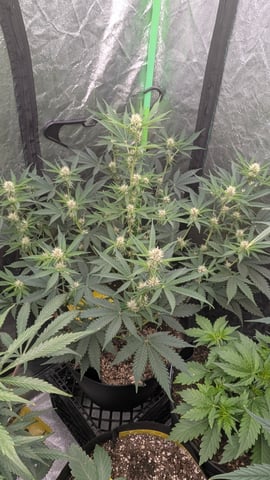 Mixed Grow — flower, day 65