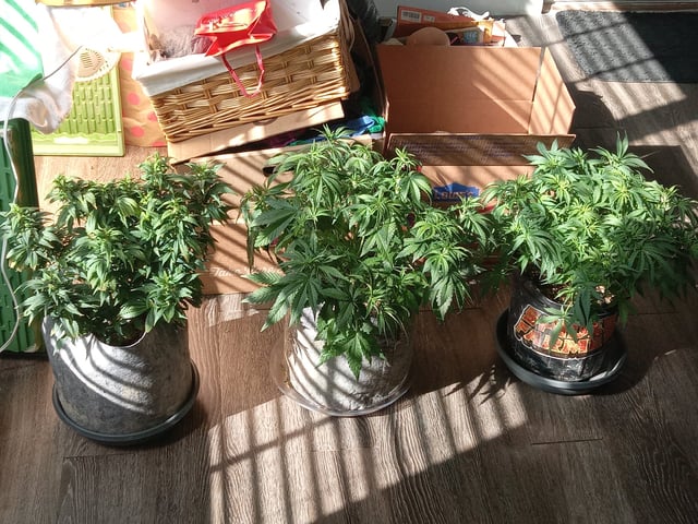 Blueberry critical kush x purple peyote wifi  and one L.a kush cake . — flower, day 35