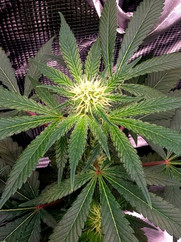 Dirty Bird - Thousand Island Fem & Platinum Kush Breath Remix x Grape Cakehead Fem Photo  — flower, day 77
