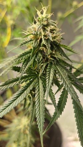 Big Momma Blue Dream  — flower, day 42