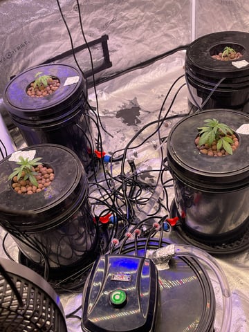 1st Ever Grow (Fat Bastard)(RDWC)  — vegetative, day 27