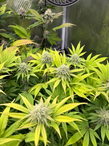 grow 3 — flower, day 38