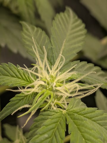 OG III — seedling_rooting, day 35