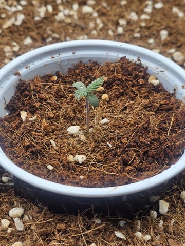 Bruce Banner — seedling_rooting, day 62