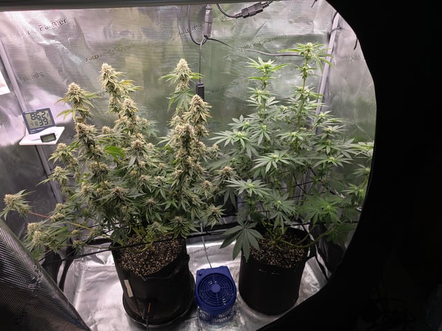 Northern lights #10 2nd plant (Selkies) — flower, day 59