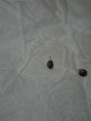 OG Kush Auto — germination, day 17