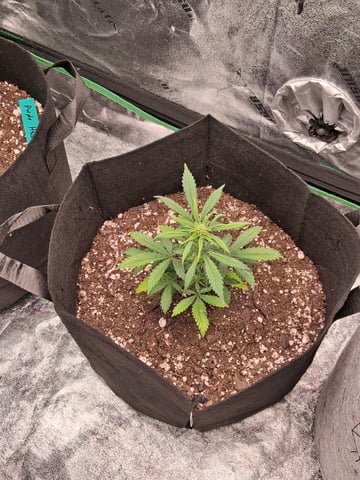 Lemon Cherry Cookies, Purple Haze and Strawberry Gorilla Grows — vegetative, day 10