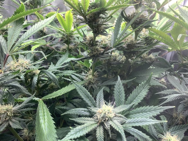 Blackberry Moonrocks (First Grow) — flower, day 37