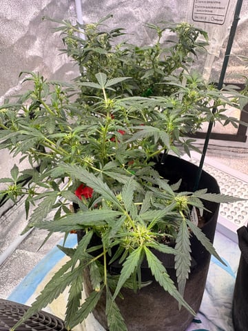 Northern Lights & Quick One  — none, day 69