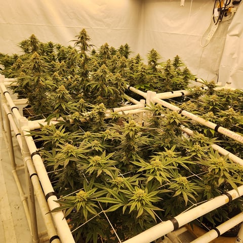 true genetics  — flower, day 27