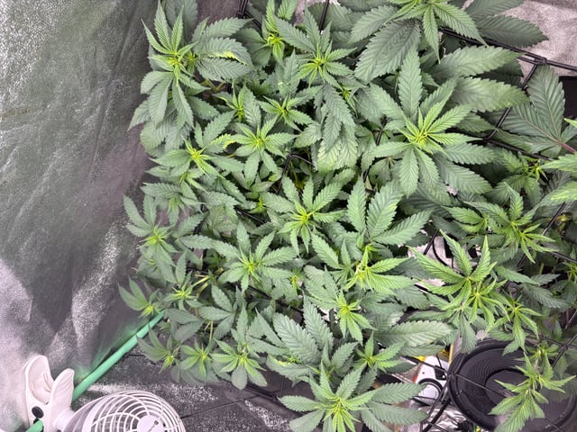 grow tent  — vegetative, day 16