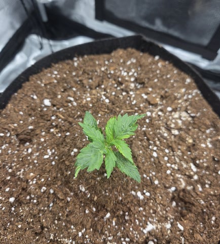 August Grow