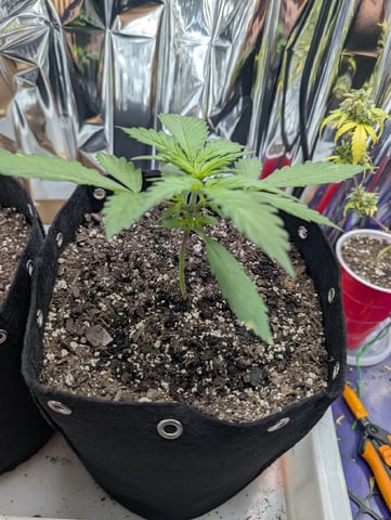 Zkittlez (Auto) — vegetative, day 22