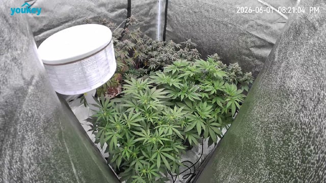 Hydroponic Photos