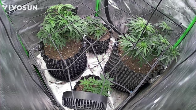 strawberry cough — vegetative, day 85