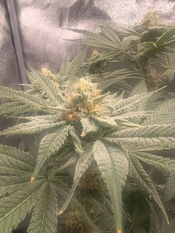 lil Slurry, first grow — flower, day 73