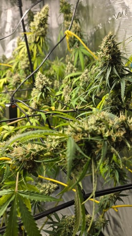 Big Momma Blue Dream  — flower, day 51