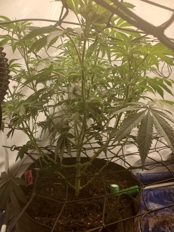 Banana Purple Punch & Rainbow Showers — flower, day 69