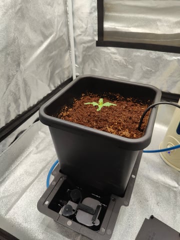 Fast Buds Gorilla Z auto — seedling_rooting, day 11