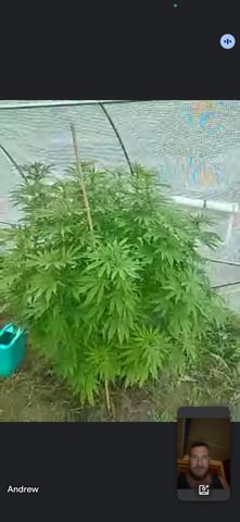 outdoor grow  — flower, day 20