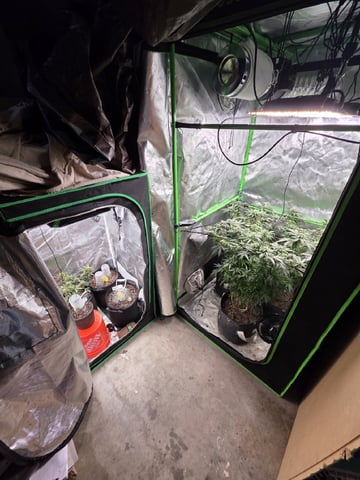 Photo's — flower, day 28