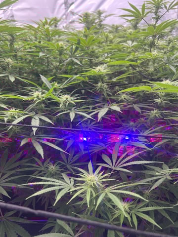 zunami s1 grounded genetics  — flower, day 58