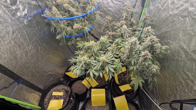 Mixed Grow — flower, day 106