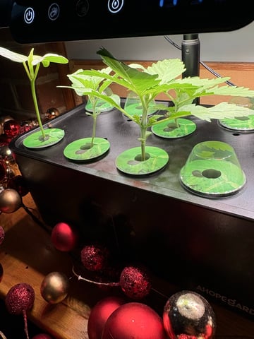 Rc Exotics — vegetative, day 16