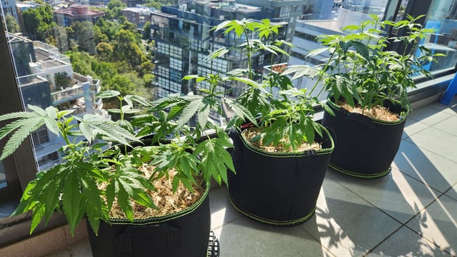 Royal Highness — vegetative, day 61