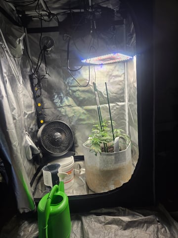 Looking for advice! — vegetative, day 35