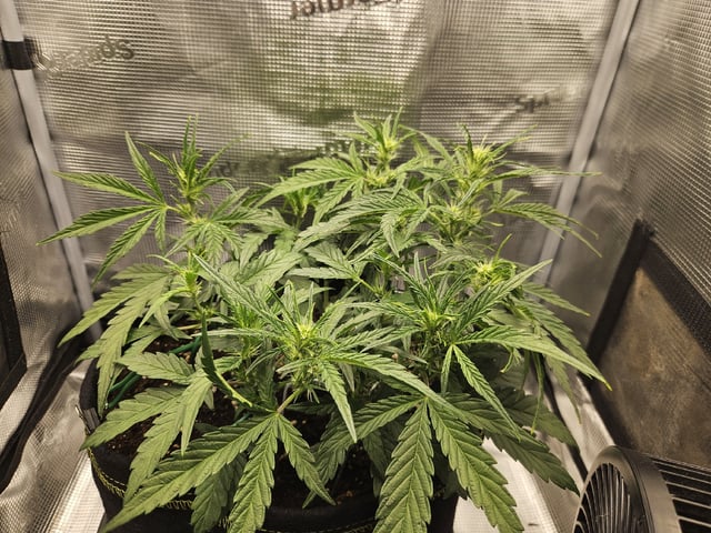 A chill grow in the small tent — flower, day 36