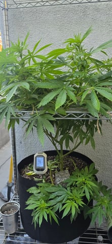 Mystery Weed Plant — flower, day 103