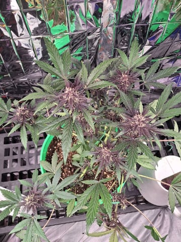 Mystery Seed — auto, day 60