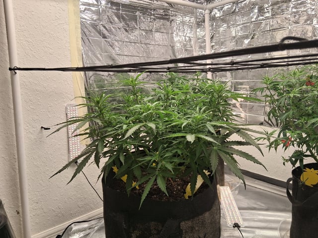 Seedman mix auto & seedman mix auto & GodFather OG — auto, day 55