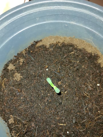 First grow in first set up — seedling_rooting, day 12