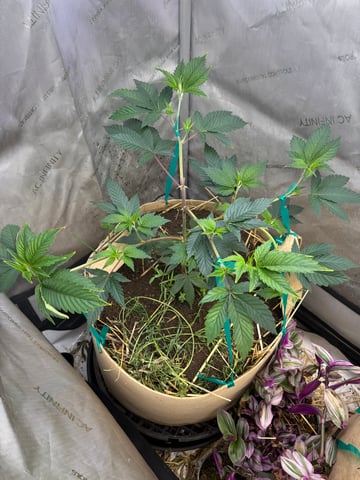 grow 4 — vegetative, day 19