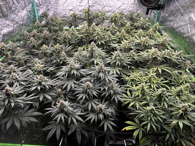 Pink Passion Fruit — flower, day 89