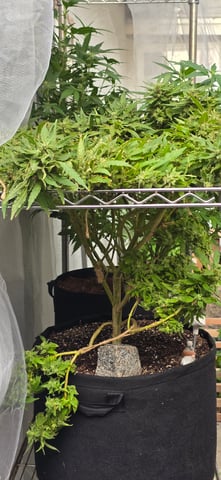 Mystery Weed Plant — flower, day 160