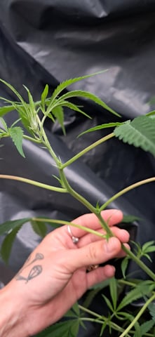 1st grow (green house)(natural) — vegetative, day 65