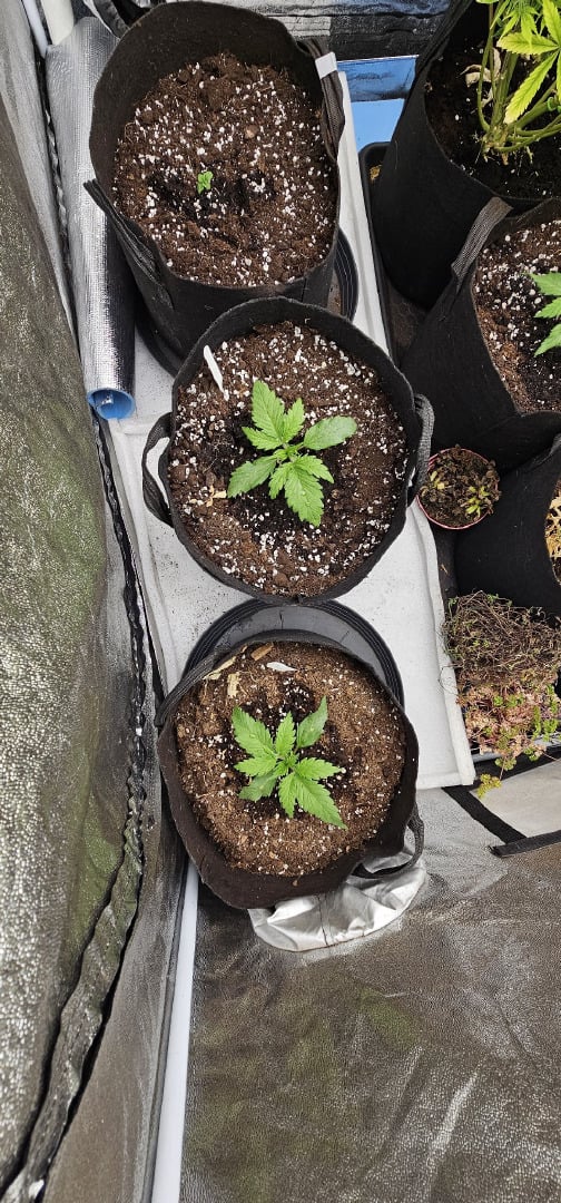 critical orange punch / strawberry soda