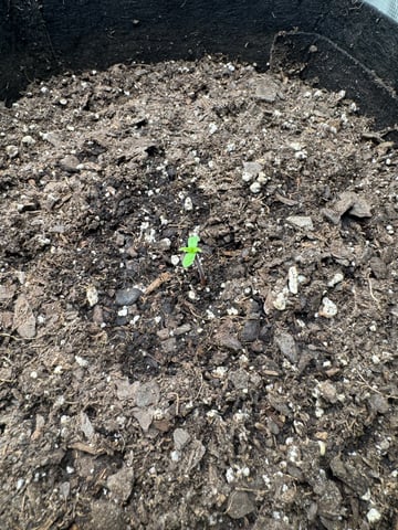 Gelato Auto — seedling_rooting, day 7